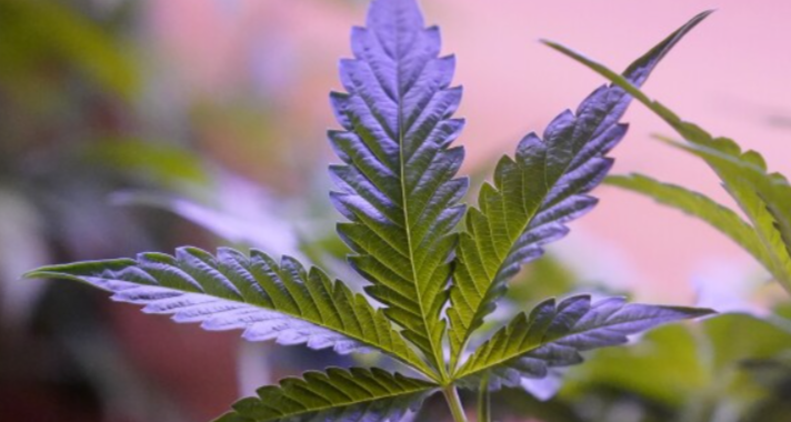 How to Buy Weed Online in BC with Convenient Delivery and Wide Product Choices