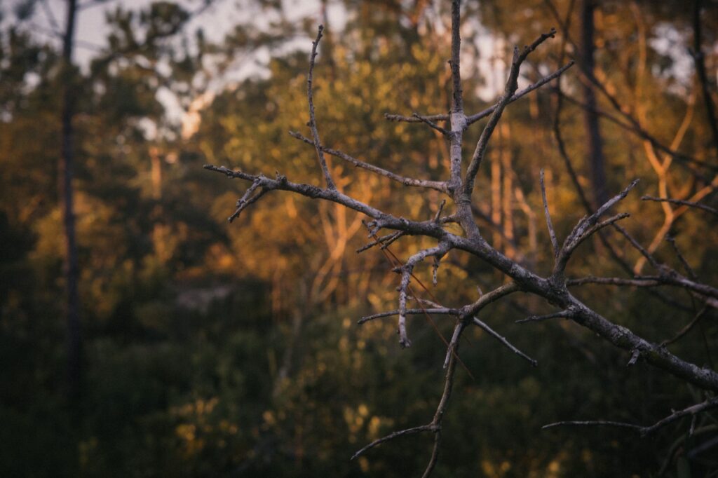 Deciding Responsibility For Cutting Overhanging Tree Branches In Florida