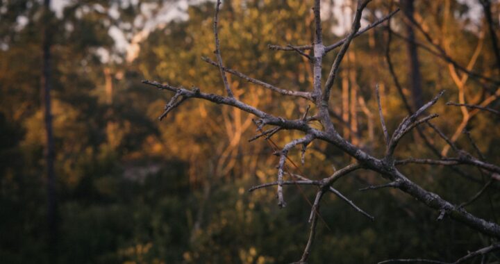 Deciding Responsibility For Cutting Overhanging Tree Branches In Florida